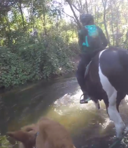 World Equestrian Brands Helmet Cam: CANNONBALL
