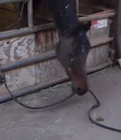 Lighthoof Video: Horses & Tools