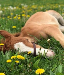 Photo Challenge: 23 Horses Doin’ a Snooze