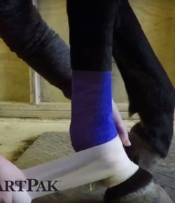 SmartPak Monday Morning Feed: Elastikon Review