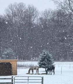 Photo Challenge: Horses in the First Snow