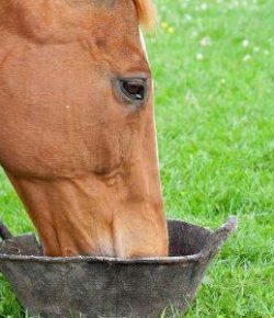 Kentucky Performance Products: Feeding for Digestive Tract Health