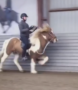 Lighthoof Video: Multitasking Like a Boss