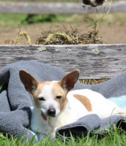 Draper Therapies Gives Back to Rescue Pets This Holiday Season