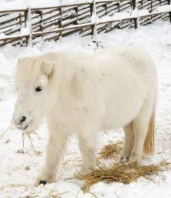 Kentucky Performance Products: Feeding Special Needs in the Winter