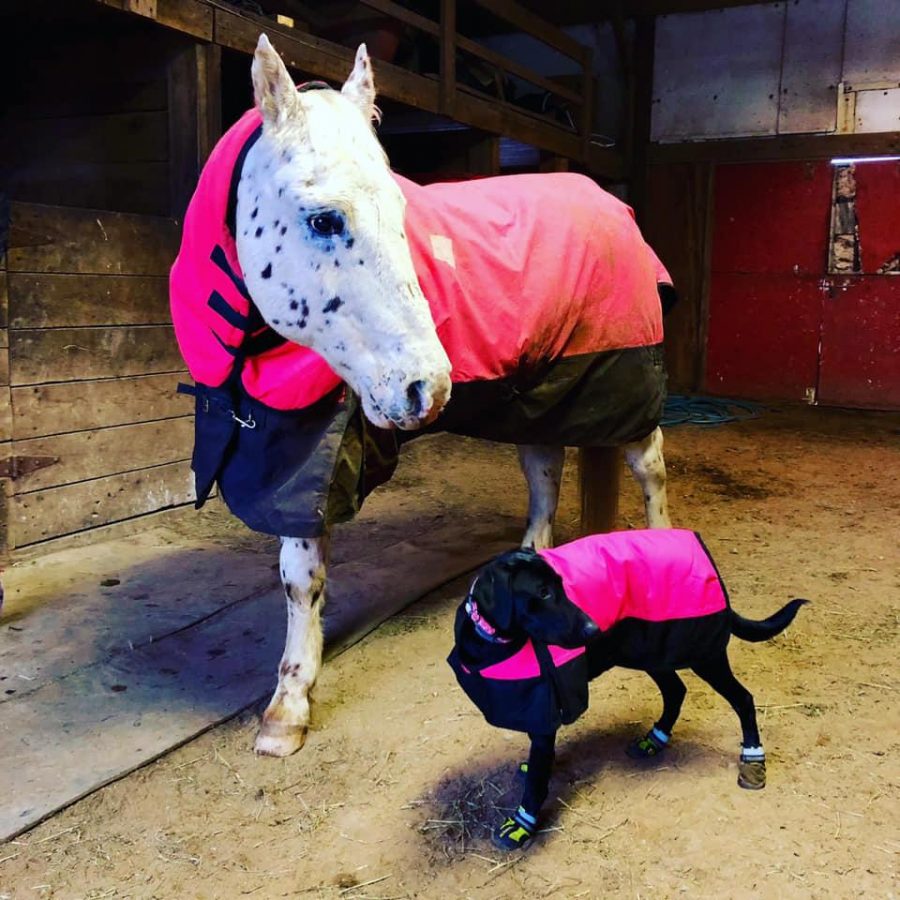 Photo Challenge 6 MatchyMatchy WellDressed Horses & Dogs HORSE NATION