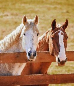 Kentucky Performance Products: That Feeling When…