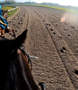 World Equestrian Brands Helmet Cam: Run Like the Wind!