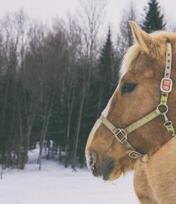 HN Christmas Carols: ‘A Few of My Favorite Things’