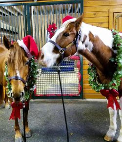 Photo Challenge: 15 Horses Ready For the Holidays
