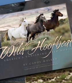 Standing Ovation by Ovation Riding: Carol Walker Donates Proceeds to WHFF