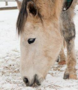 Kentucky Performance Products: Too Cold to Bathe?