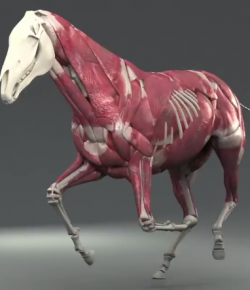 Total Saddle Fit Video: Musculoskeletal System