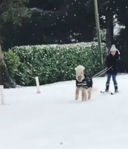 Total Saddle Fit Tuesday Video: Skijoring