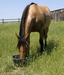 Kentucky Performance Products: Making Sure Horses Eat Supplements