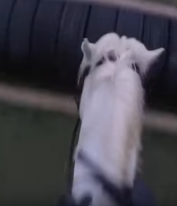 World Equestrian Brands HC: The Little Prince