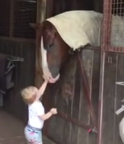Total Saddle Fit Tuesday Video: Making the Rounds