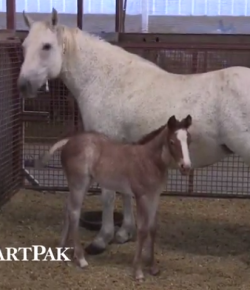 SmartPak Monday Morning Feed: Ask the Vet, February Edition