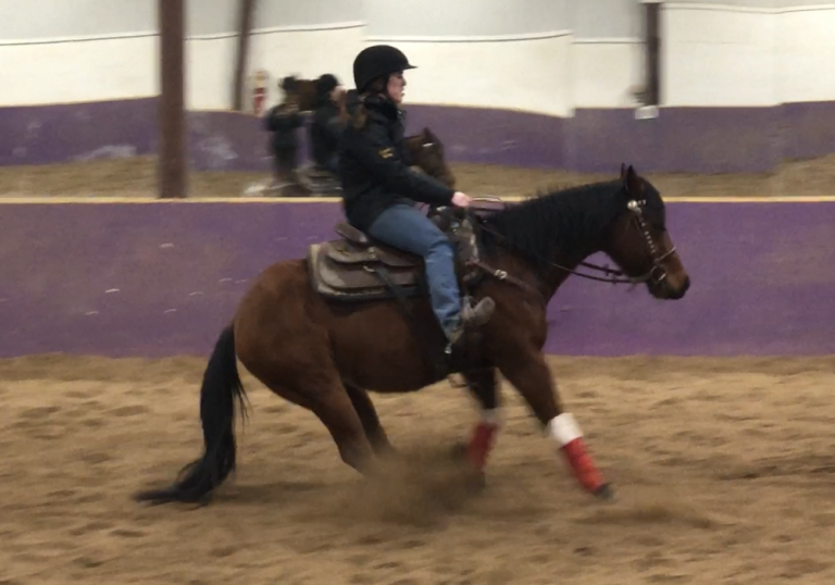 The Academic Equestrian: The Proverbial Blinders | HORSE NATION