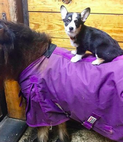 #goriding ‘Grams of the Week