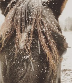 Photo Challenge: 56 Snowflaked Horses, Consolation Round