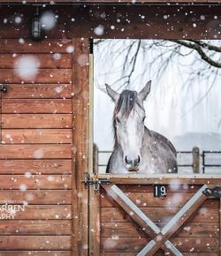 Photo Challenge: 14 Snowflaked Horses, Best in Show