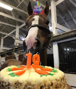 Photo Challenge: 18 Horses Celebrating Their Birthday