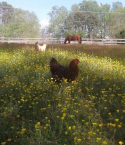 Photo Challenge: 6 Reader-Submitted Horses & Chickens