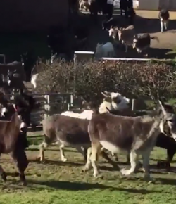 Total Saddle Fit Tuesday Video: Just 146 Donkeys