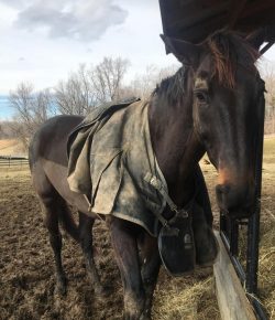 Photo Challenge: The State of the Blanket