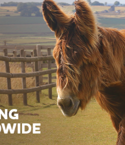 Standing Ovation by Ovation Riding