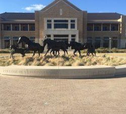 SmartPak Monday Morning Feed