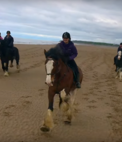 World Equestrian Brands Drone Video: Let’s Hear It for the Heavies