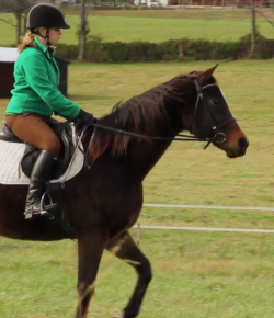 Standing Ovation by Ovation Riding