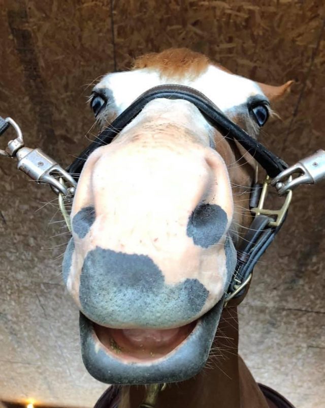 Photo Challenge: 20 Super Derpy Horse Faces | HORSE NATION