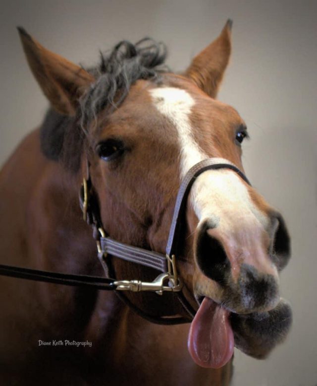 Photo Challenge: 20 Super Derpy Horse Faces | HORSE NATION