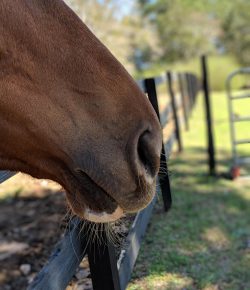 The Therapeutic Effects of Smelling Like Horse