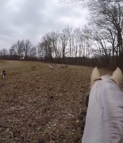 World Equestrian Brands Helmet Cam