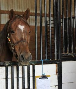 Standing Ovation by Ovation Riding