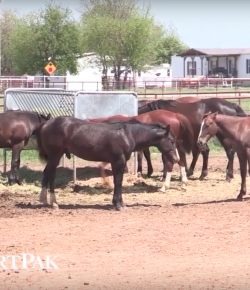 Monday Morning Feed by SmartPak: Ask the Vet, April Edition