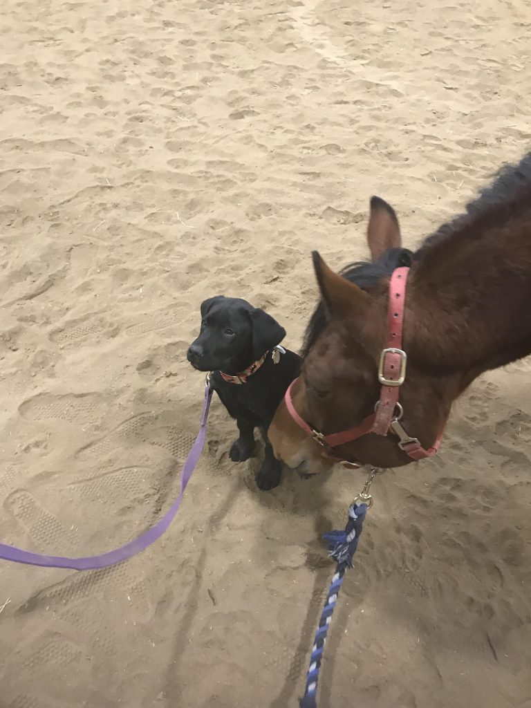 The Academic Equestrian: 10 More Horse Personality Types | HORSE NATION