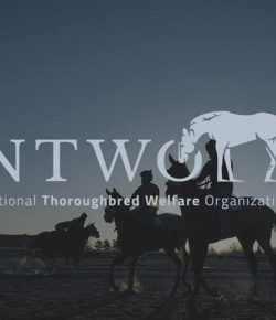 Standing Ovation by Ovation Riding: National Thoroughbred Welfare Organization