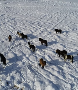 World Equestrian Brands Drone: Goodbye, For Now