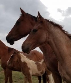 Standing Ovation by Ovation Riding: Terolyn Horse Rescue, Resilience on the Plains