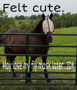 Meme Challenge: ‘Feelin’ Cute’