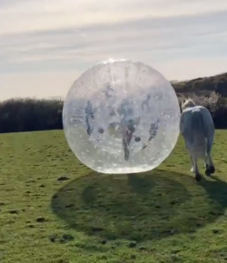 Total Saddle Fit Tuesday Video: Only Emma …