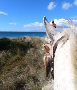 World Equestrian Brands Helmet Cam: The Return of Geoffry the Conqueror