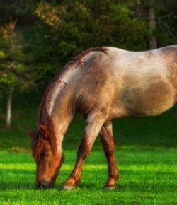 Kentucky Performance Products: Safe Spring Turnout