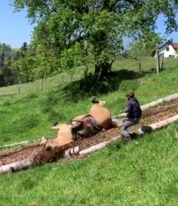 Total Saddle Fit Tuesday Video: Freestyle Hill Work