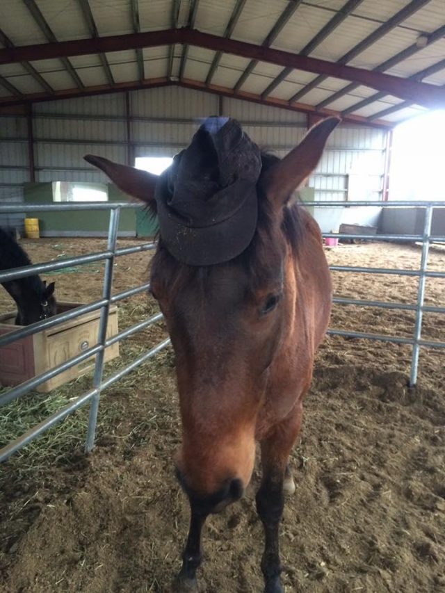 Photo Challenge Our Favorite 10 Horses in Hats HORSE NATION